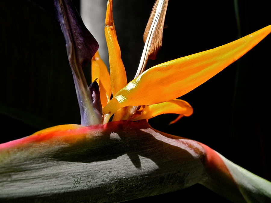 Bird of Paradise Flower Photograph by Kirsten Giving