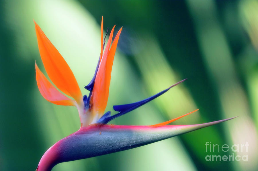 Bird Of Paradise Flower Photograph by Maria Mosolova