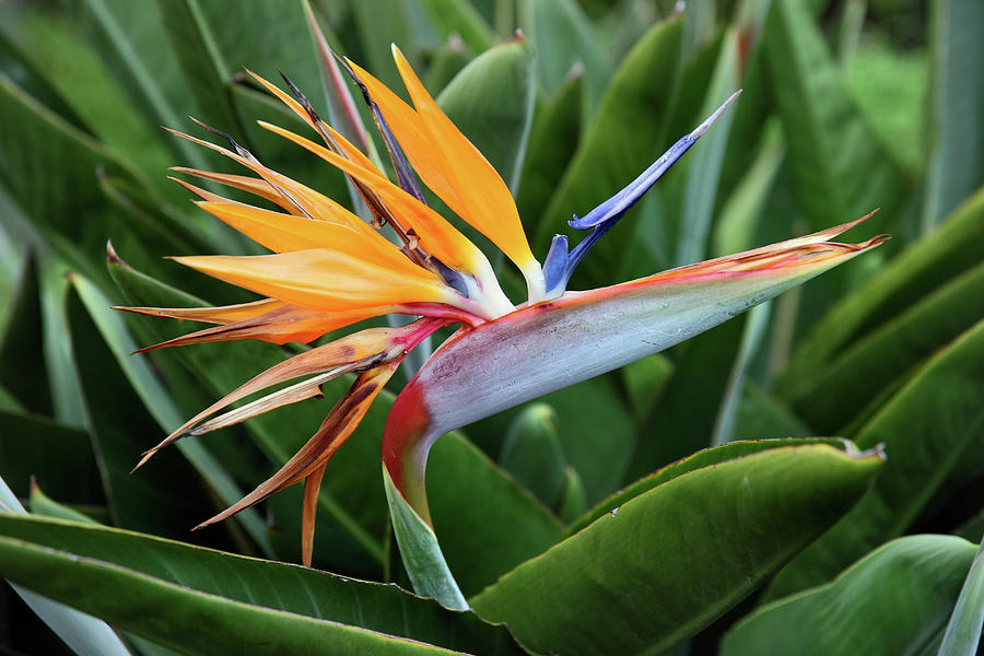 Bird of paradise flower Photograph by Pierre Leclerc Photography