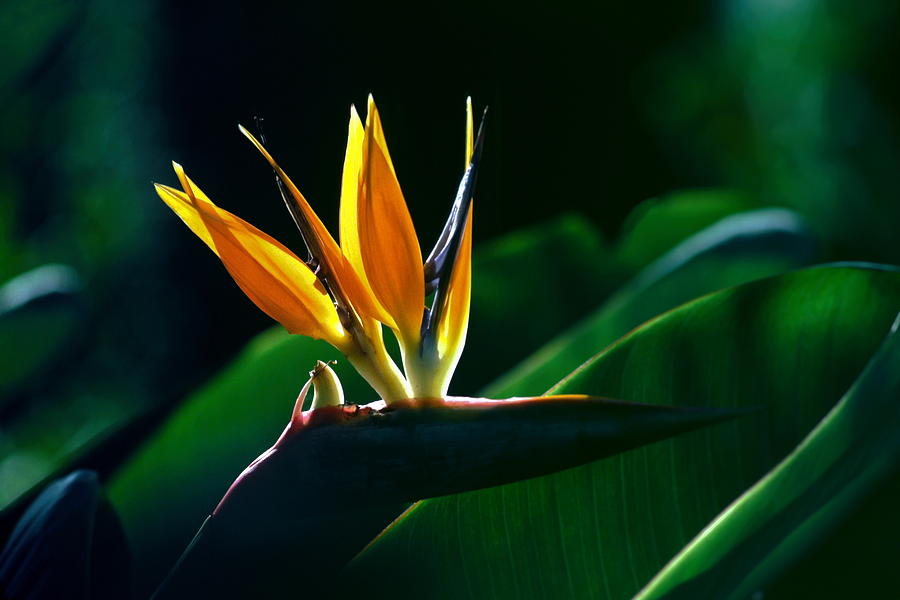 Bird of Paradise Flower Photograph by Sally Weigand