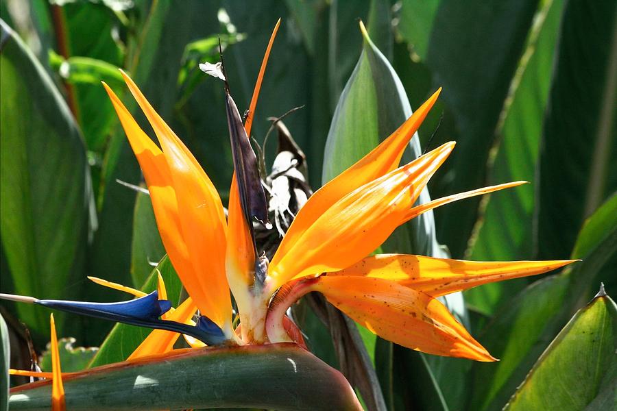 Bird of Paradise Photograph by Larry Parker