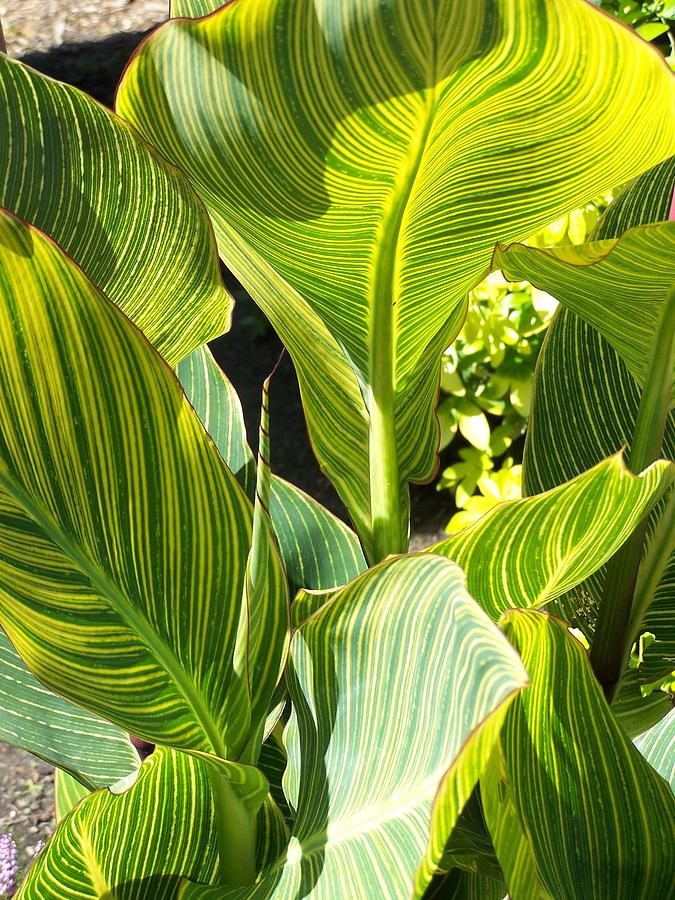 Bird Of Paradise Leaves by Gene Ritchhart