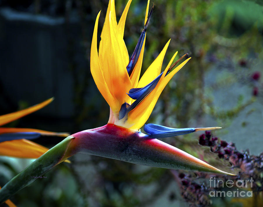 Bird of Paradise Photograph by Patricia Griffin Brett