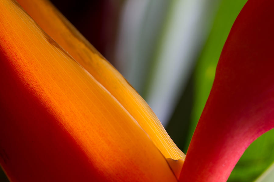 Bird of Paradise Photograph by Roger Mullenhour