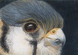 Bird of Prey - ACEO Drawing by Ana Tirolese