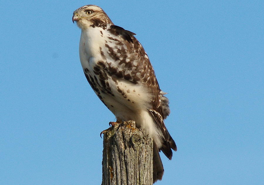 Bird of Prey Hawk 7 Photograph by Andrea Kollo