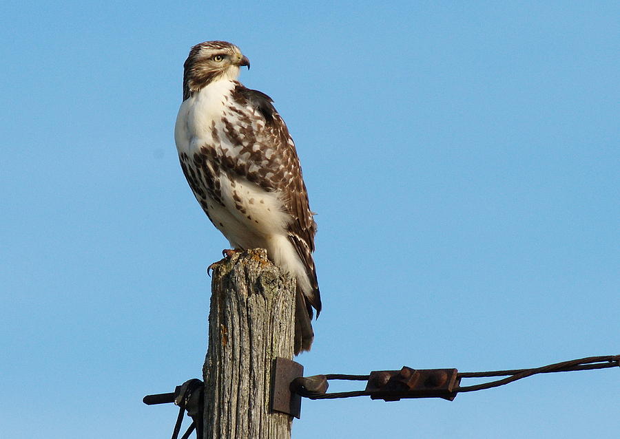 Bird of Prey Hawk 8 Photograph by Andrea Kollo