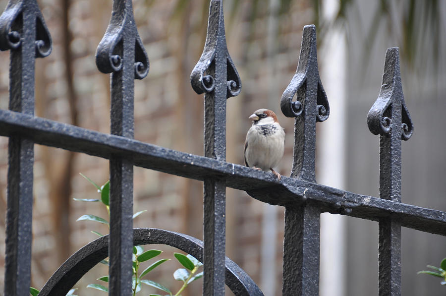 Bird on a Gate Photograph by Leslie Lovell