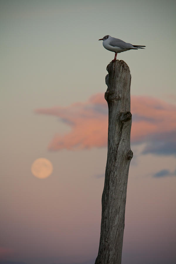 Bird on a Pole Photograph by Anthony Doudt