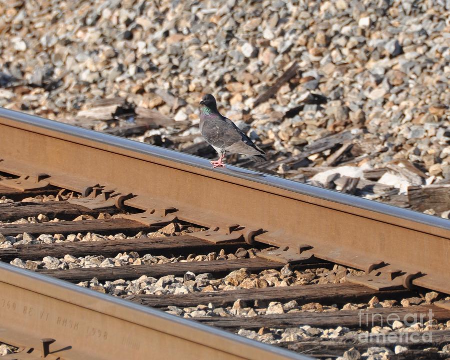 Bird On A Rail Photograph by John Black