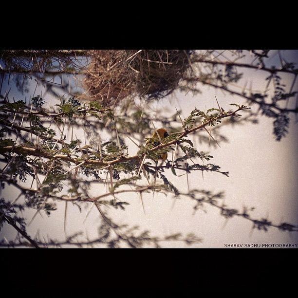 Bird on a tree branch- Edited Photograph by Sharav Sadhu