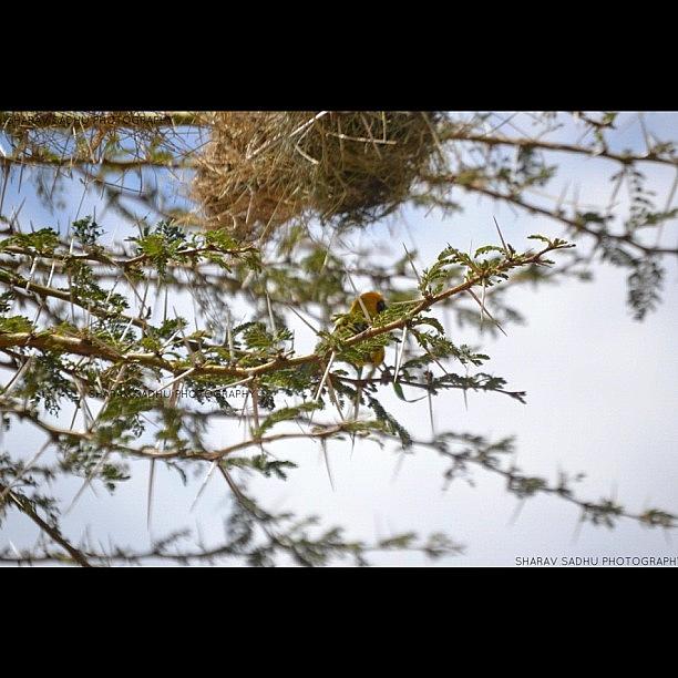 Bird on a tree branch Photograph by Sharav Sadhu