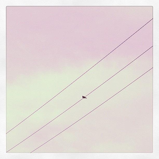 Bird On A Wire - Showiteerapril Photograph by Krisd Mauga