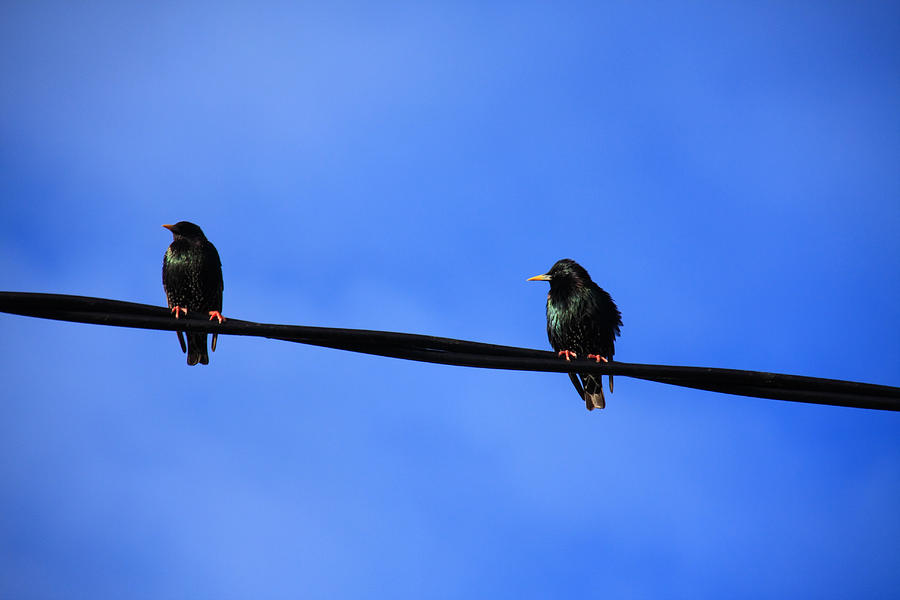 Bird Photograph - Bird On A Wire by Aidan Moran