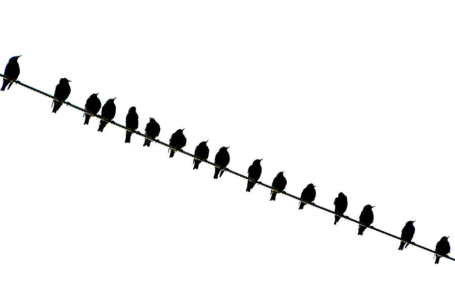 Starlings Photograph - Bird on a Wire by Andrea Kollo
