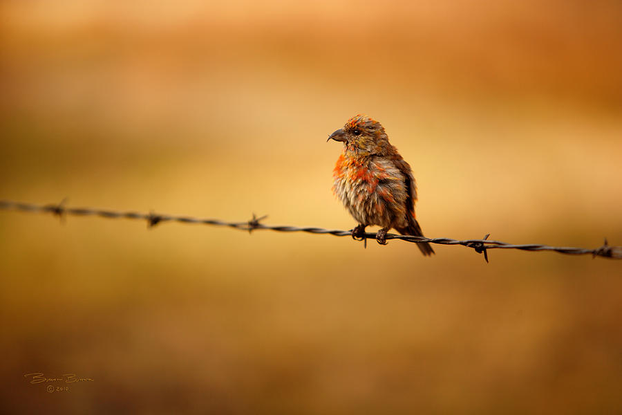 Feather Photograph - Bird on a Wire by Brian Brown