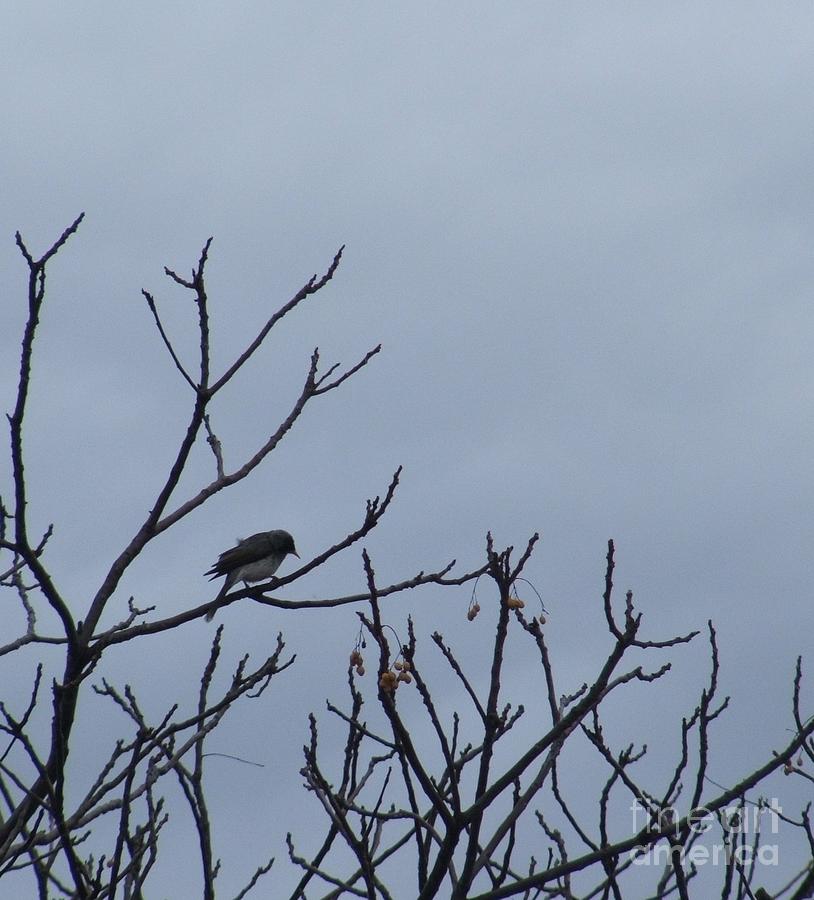 Bird on Bare Branches Photograph by Therese Alcorn