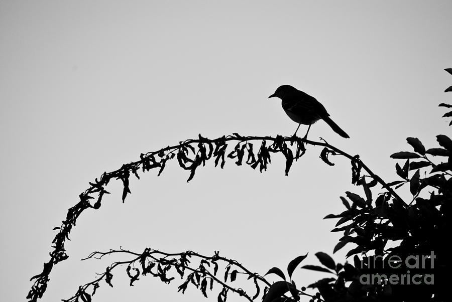 Spring Photograph - Bird on Branch by David Gordon