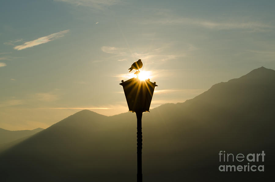 Bird on street lamp Photograph by Mats Silvan