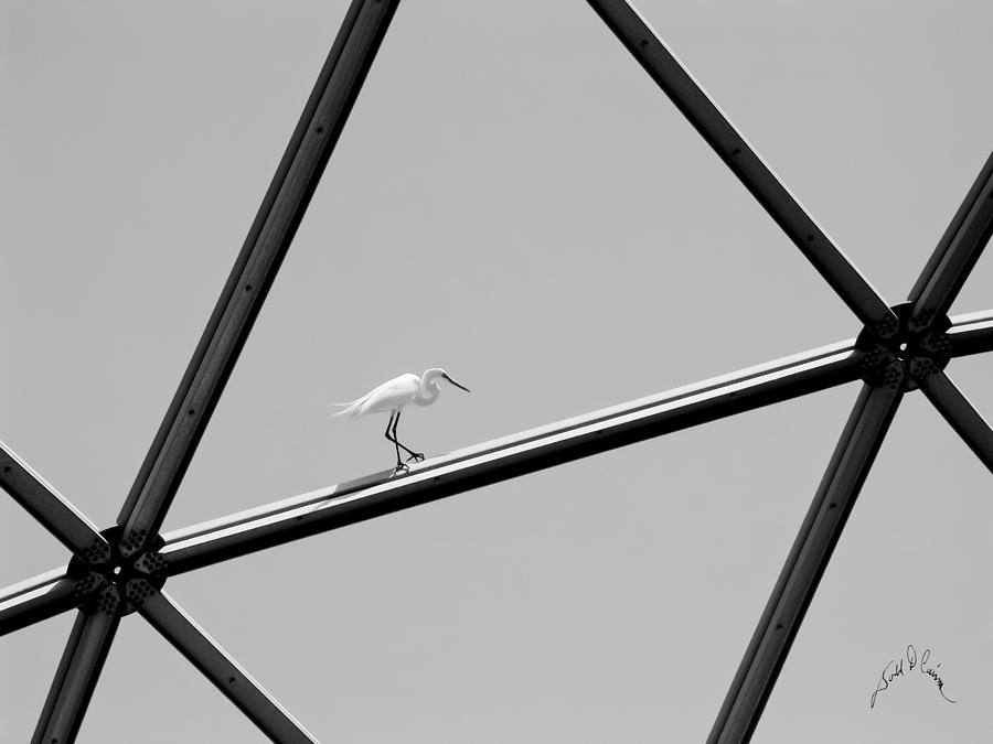 Bird on Structure Photograph by T Cairns