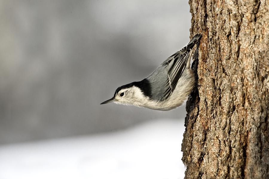 Bird On The Side Of A Tree Photograph by Richard Wear - Fine Art America