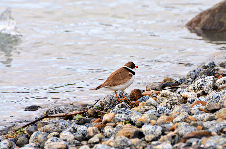 Wildlife Photograph - Bird Photograph - Plover by the Lake by Light Shaft Images