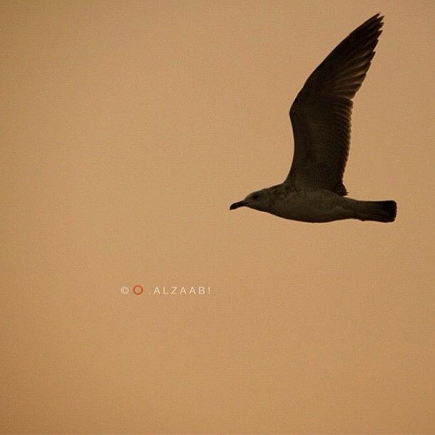 Nature Photograph - #bird #rak #nature #idea #ideas by Omar Alzaabi