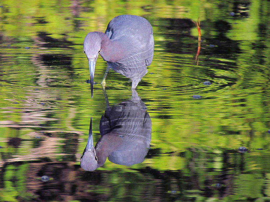 Bird Reflection in Water Photograph by Joe Myeress