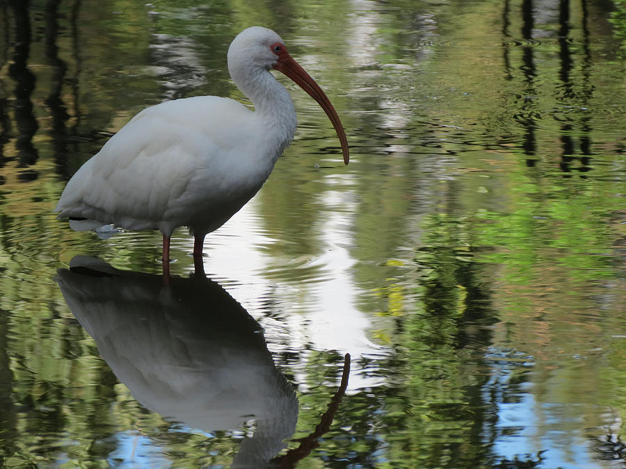 Bird  Reflections Photograph by Vijay Sharon Govender