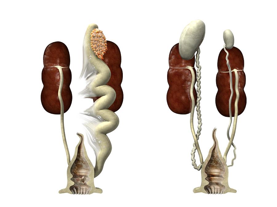 Bird Reproductive Organs Artwork Photograph By Claus Lunau