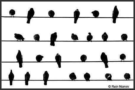 Bird Score Photograph by Rein Nomm