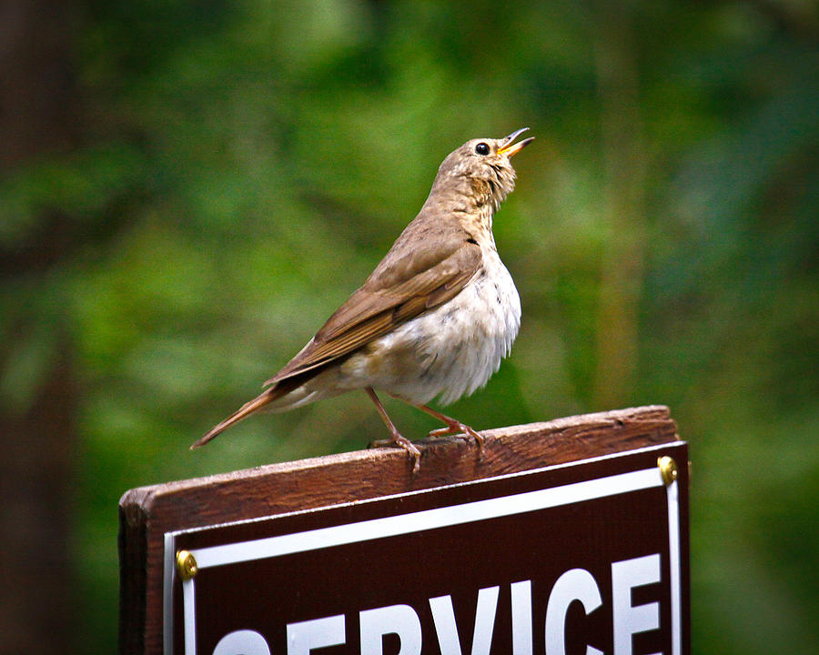Bird Sign Photograph by Steve McKinzie