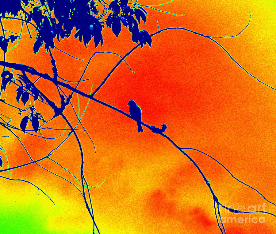Bird Silhouette in blue and orange Photograph by Renee Trenholm