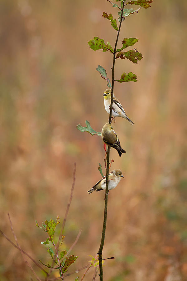 Bird Stack Photograph