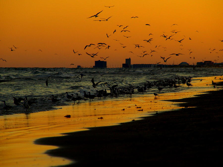 Bird Sunset II Photograph by James Granberry