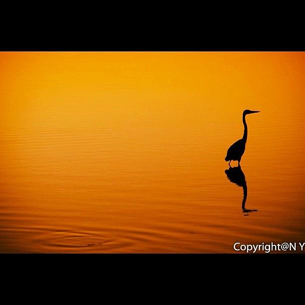 Egret Photograph - #bird #twilight #sun #sunset #swamp by Naveen Yellappa