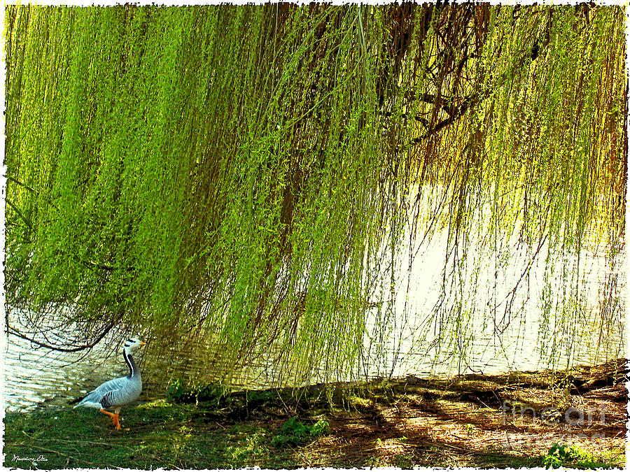 Bird Under Weeping Willow Photograph by Madeline Ellis