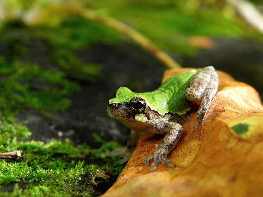 Nature Photograph - Bird-Voiced Tree Frog by Griffin Harris
