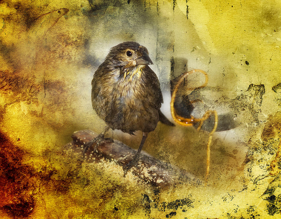 Bird with Texture Photograph by Trudy Wilkerson
