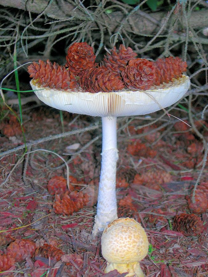 Birdbath Fungi With Pinecones Photograph by Randy Rosenberger