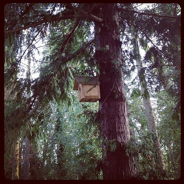 Tree Photograph - #birdbox #nestbox #tree #trees #woods by Miss Wilkinson