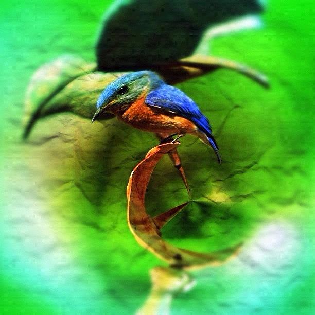 Bird Photograph - #birdextreme #blue #birds #fun by Vickie ODell