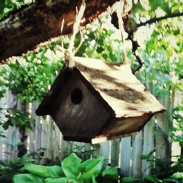 Tree Photograph - Birdhouse🐤 #bird #house #birdhouse by Hannah Karg