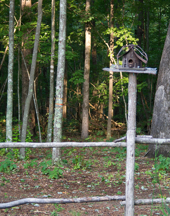 Birdhouse in the Woods Photograph by Douglas Barnett