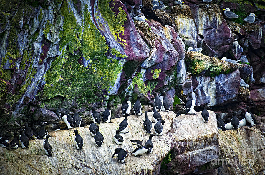 Birds at Cape St. Marys Bird Sanctuary in Newfoundland Photograph by Elena Elisseeva
