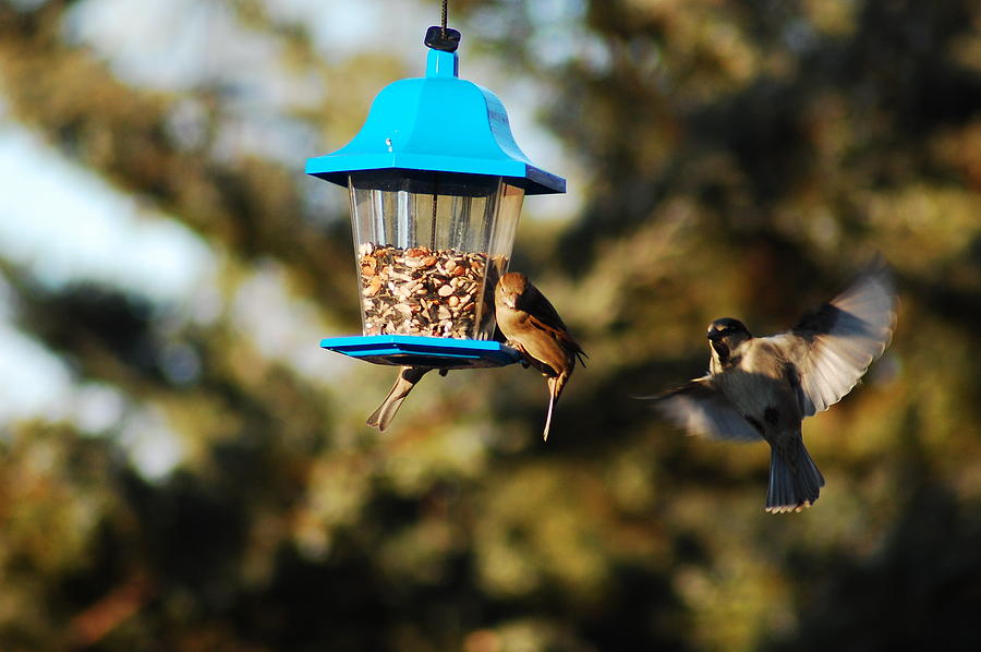 Birds at Feeder Photograph by Bill Behrendt | Fine Art America