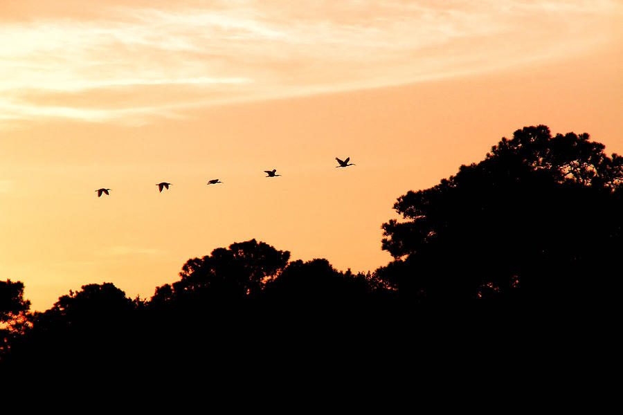 Birds at Sunset Photograph by Joe Myeress