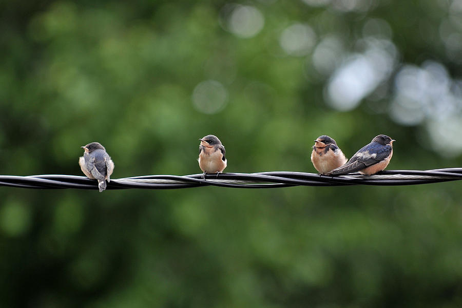 Birds  Photograph by Dragan Kudjerski