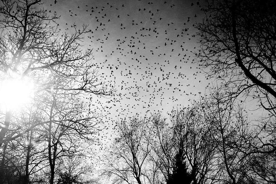Birds Photograph by Emanuel Tanjala