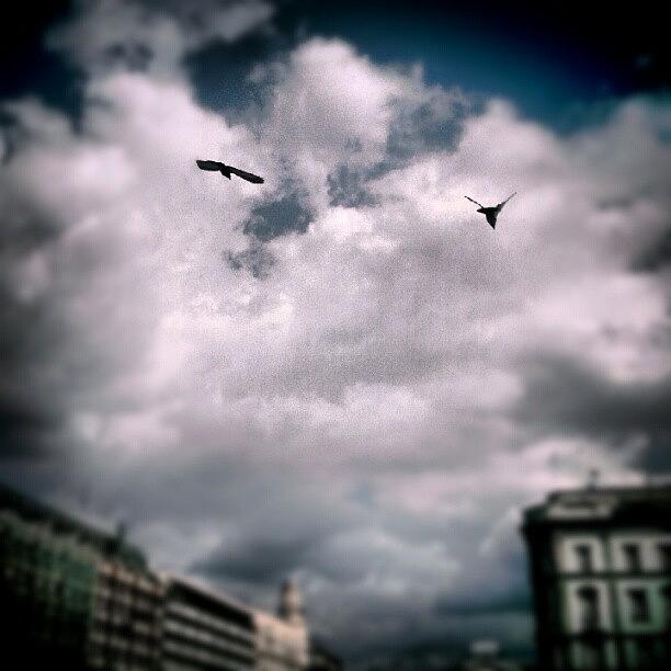Bird Photograph - #birds, #fly, #hungary, #budapest by Kallos Bea